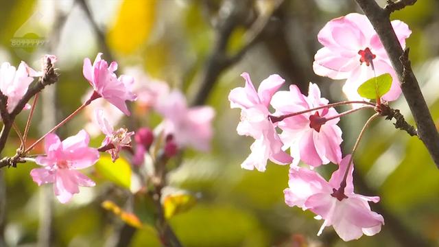 “Color Walk”火了!在昆明,用颜色解锁一座城