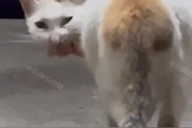 泪目！保安扔掉3只小猫崽，猫妈妈嘴里叼着火腿肠哭喊着找幼崽！图片