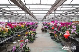 花海醉人：春日里的色彩盛宴图片