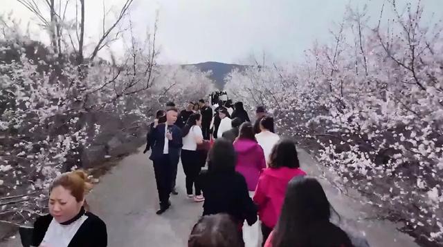 朔州：这片桃林，人真多