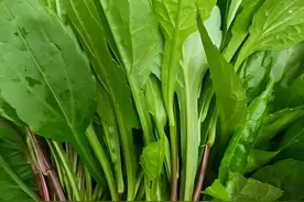 16种农村常见的野菜，供大家参考图片