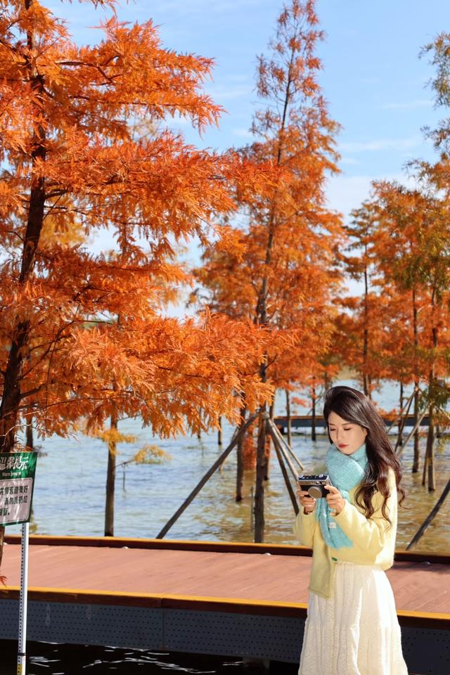 深圳这九个有落羽杉的地方，秋色美如画，接下来一天比一天美