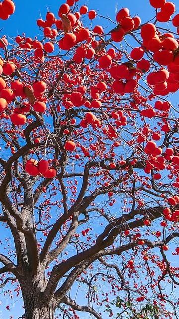 河南山村藏不住了！火红柿海+绝美秋景免费赏，随手拍都是大片！