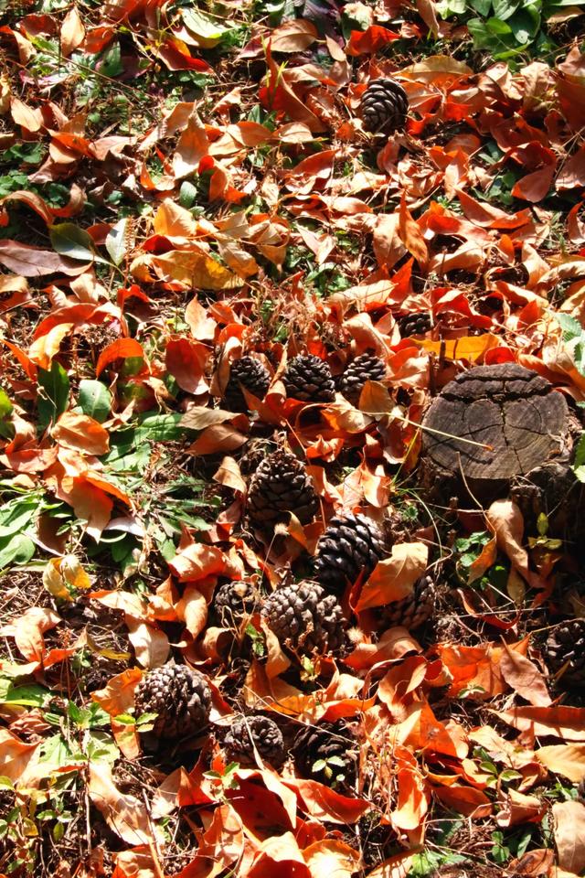 北疆文化 遇鉴赛罕 | 秋色漫卷赛罕:快将秋日打包,赶赴一场赛罕秋约!