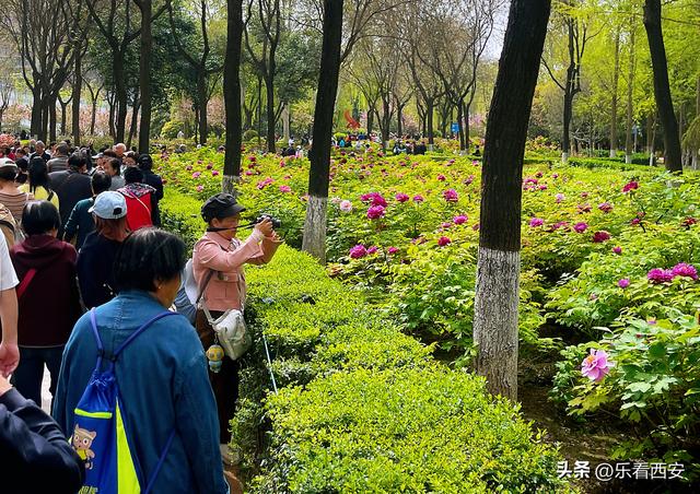 陕西西安：牡丹盛放春意浓 牡丹苑迎来最佳观赏期