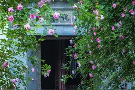 蔷薇爬上姑苏墙图片