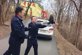 白石山森林公安救助一只国家二级保护动物黑啄木鸟图片