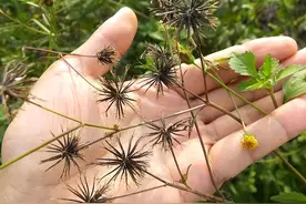 农村里的一大恶草“鬼针草”，粘人衣服讨人厌，如今成了致富密码图片