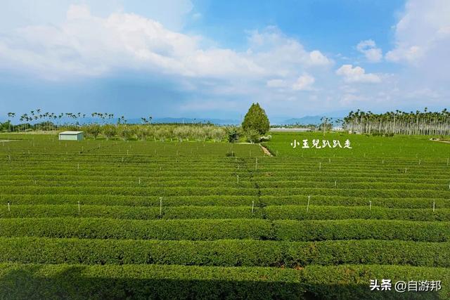 南投名间景点 天空步道、茶园秘境、品味台湾茶文化