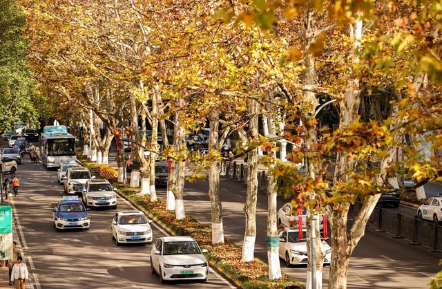 梧桐为笺，车流作墨——北京路写下一封贵阳版的“冬日情书”