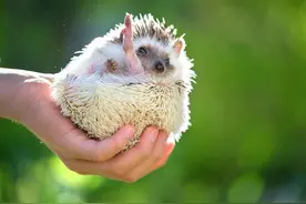 刺猬也会有天敌？吃刺猬像吃辣条，看看它们是如何猎杀刺猬的！图片