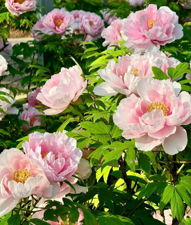 别再只知道龙门石窟！洛阳真正值得去的地方，全在这篇里