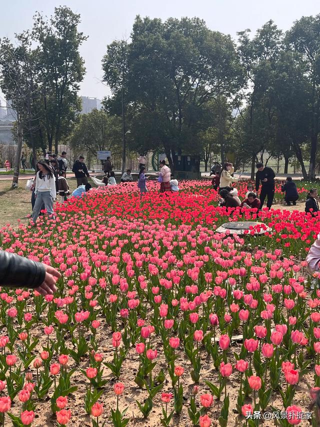 南昌马兰圩湿地公园郁金香花盛开，赏花圣地！