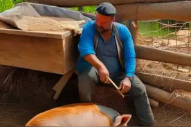 民间故事:。男子半夜搂着母猪睡，母猪笑了图片