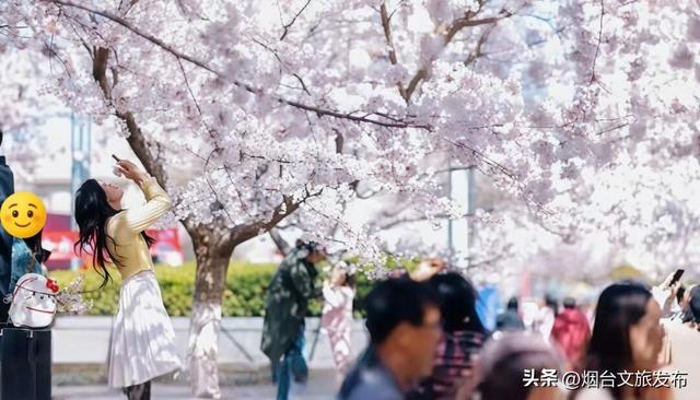 【乐游烟台】假日好去处丨限时免费！烟台春游神仙地都在这