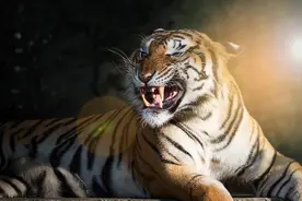 老虎被称作为“纯阳之体”网友：雪地里睡觉，没点阳气能行？图片