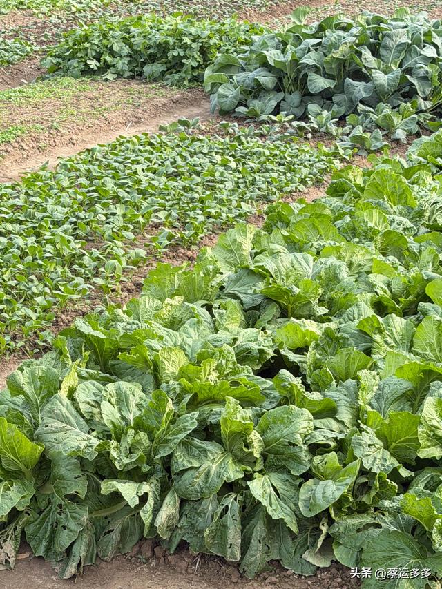 上海的乡村美得我头晕目眩