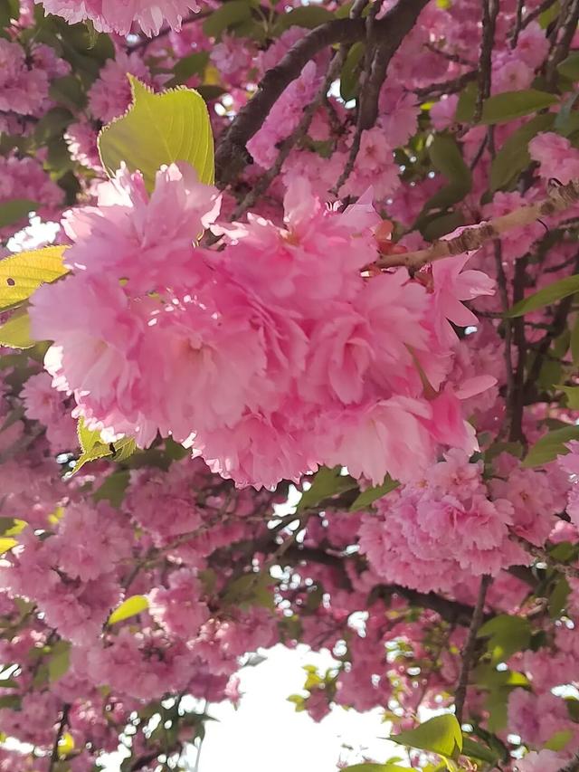 在两当，春天就要Color Walk→