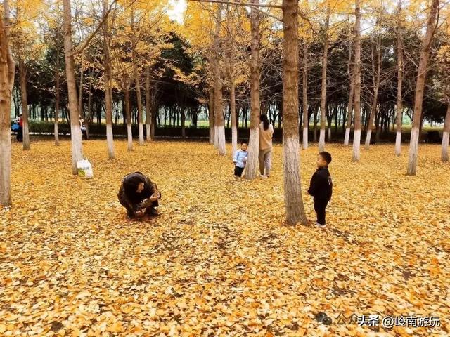 全部免费！渭河南河堤路赏秋攻略大全，那风景简直美爆了！