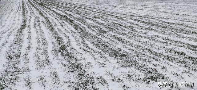 雪后初霁，终南山下麦田披“雪被” 长安黄良宛如仙境！