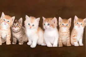 抬杠版海丰话十万个为什么❓（十）（魏伟新原创）图片