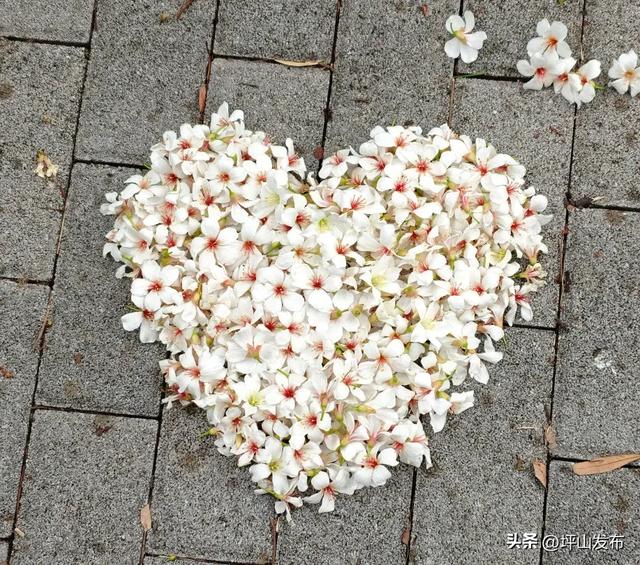 油桐飞雪倒计时！｜坪山春印象