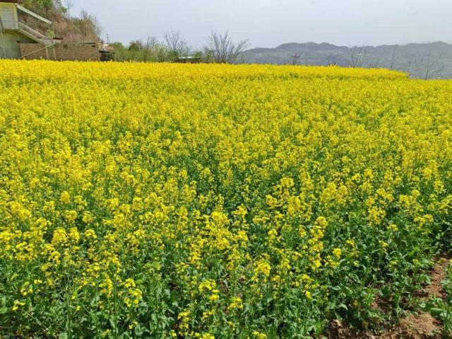礼县滩坪镇：千亩油菜花竞相绽放 赴一场春日金色之约