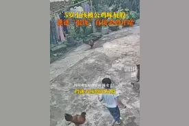 笑麻了！男孩被公鸡攻击，爸爸杀鸡吃席，网友戏称：冲动的代价。图片