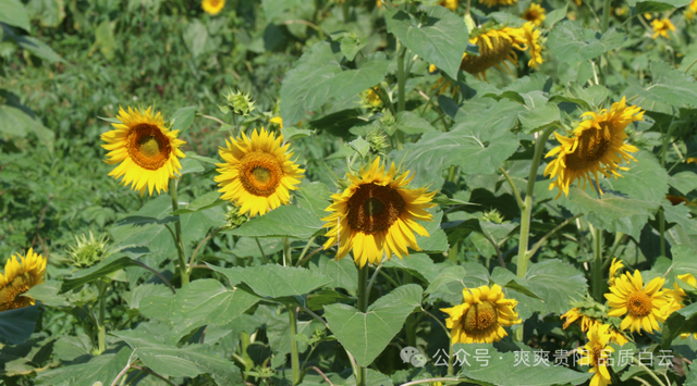 【爽游白云】蓬莱仙界·蘑力小镇荷塘月色盛夏邀约：采摘“红宝石” 徜徉金色花海