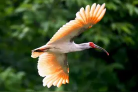 曾被宣布灭绝，却在秦岭深处找到7只！日本：借我几只用来繁衍图片