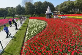 26个品种、50万株郁金香绚烂绽放，来静安大宁公园赴一场浪漫的“春日之约”图片