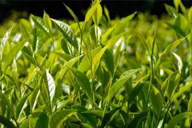 海南这种茶叶，首次销往非洲！图片