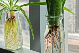 3种菜，厨房剩下的杆子丢水里，就能长满一大盆，美观又美味图片