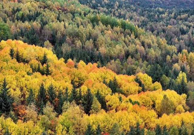 武山老君山森林公园：藏在陇中的秋日胜景
