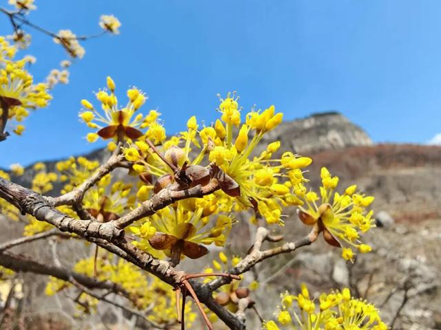 春风裂谷·花漾寻野 | 清明假期，熊耳山邀你共赴一场江湖侠梦！