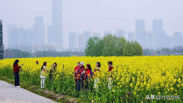 江心洲繁花似锦，油菜花海绘就春日油画