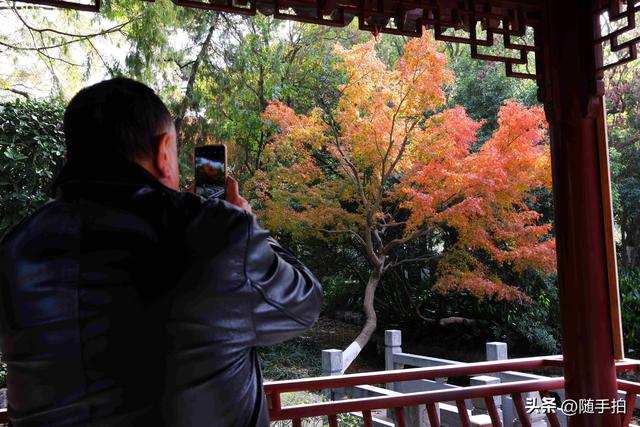 “枫”情万种，上海闵行红园枫叶色彩斑斓进入观赏季