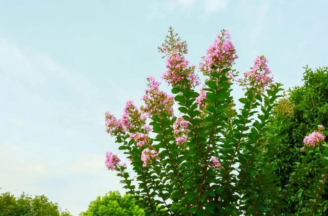 一封来自千岛湖的夏日情书，署名：紫薇花园