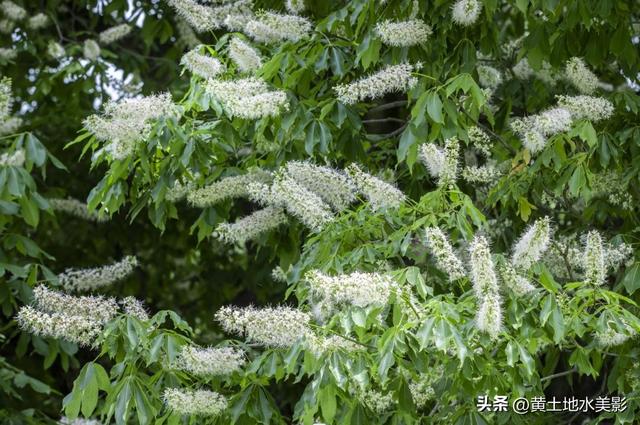 洛阳重渡沟千年菩提花开，历经1500年岁月沉淀，繁花满枝清风拂面