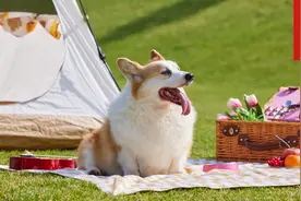 多地尝试“宠物友好型”交通出行方式图片