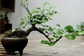 世界最美盆栽——银杏图片