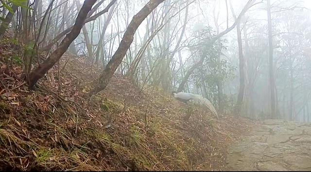去过庐山三清山武功山，我更喜欢“天下第一山”