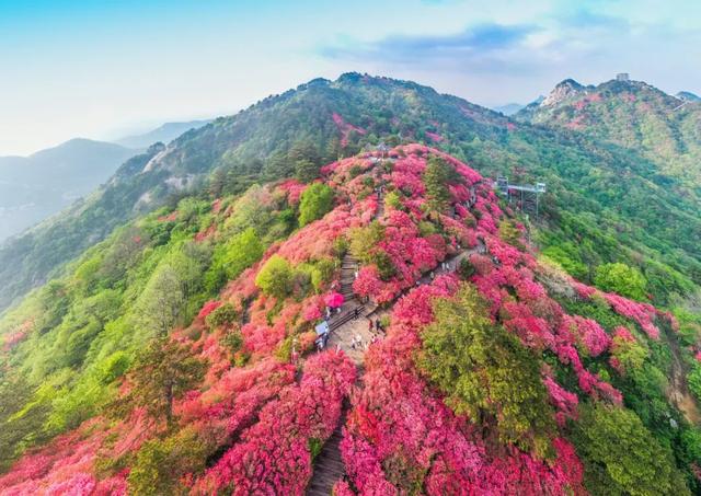 4月18日锁定龟峰山!黄英邀你花海同唱,杜鹃花期预告已送达