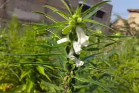 植物里的年味：满院的芝麻秆，乱糟糟的随便踩，这是咋了？图片