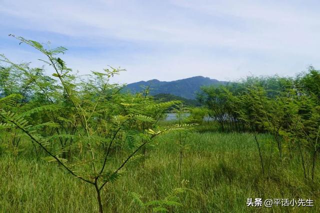寻找福州八月最美的稻田