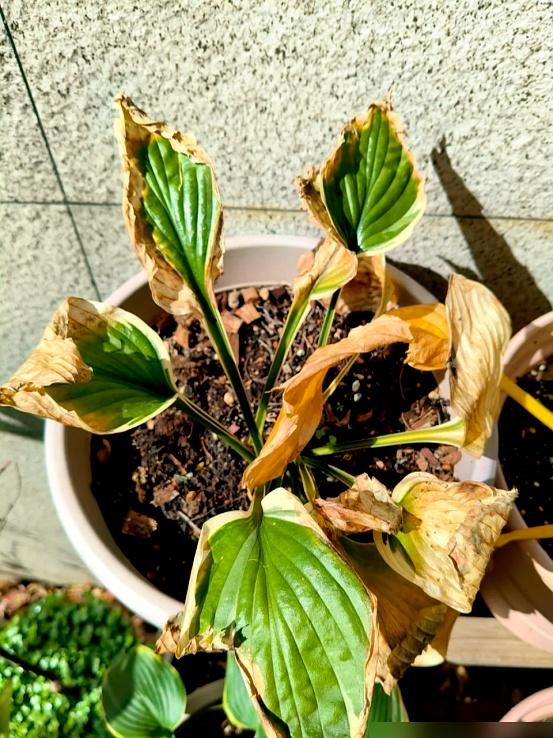 “阴花不能进阳宅”，家里若有这5种花，请赶紧“搬出去”！