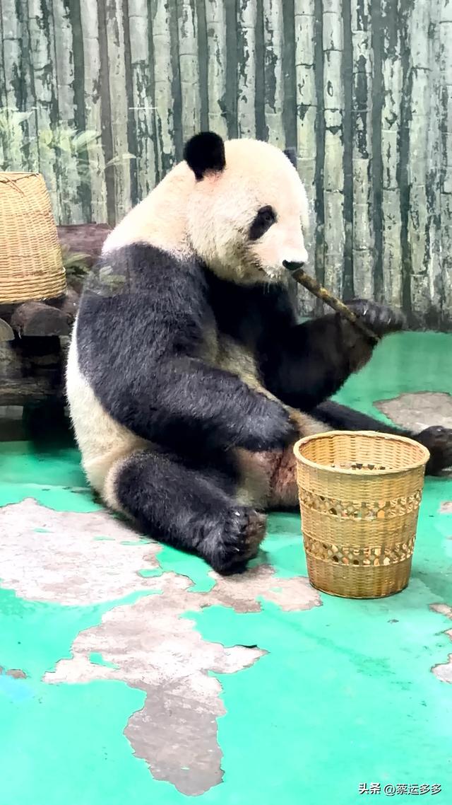 上海动物园的高颜值图鉴