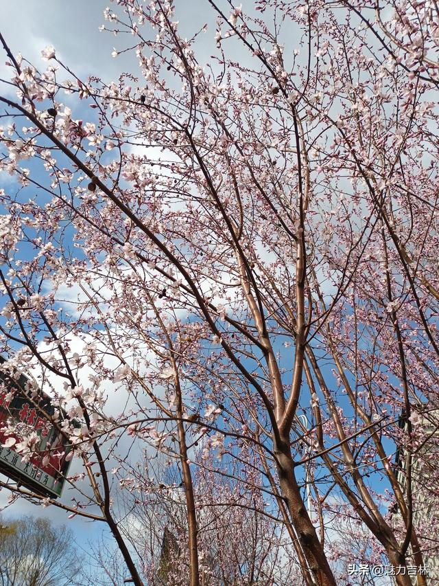 春雨润新园，繁花赴春约 ，在繁花满枝的春日里，遇见最好的自己