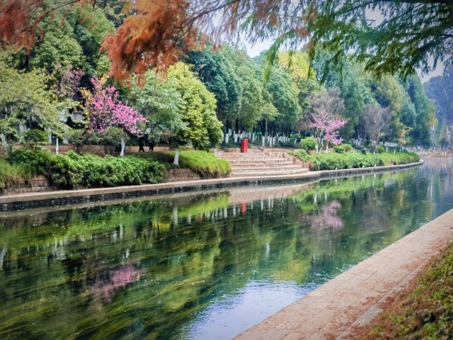 大寒至，春可期，昆明这些地方繁花似锦！