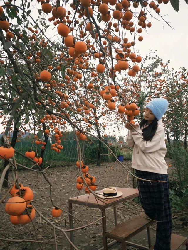 就这一口柿子，盼到冬天了！